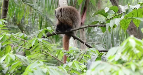 Masked Titi Monkey in the Atlantic Rainforest looking around closeup Stock Footage 344779009