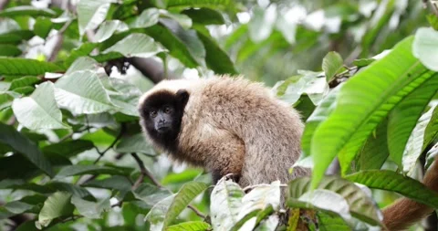 Masked Titi Monkey in the Atlantic Rainforest looking around close up Stock Footage 344779010
