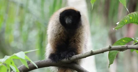 Masked Titi Monkey in the Atlantic Rainforest looking around portrait Stock Footage 344779011