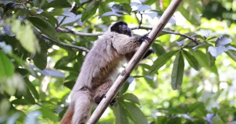 Masked Titi Monkey climb up Atlantic Rainforest tree close up Stock Footage 344778998