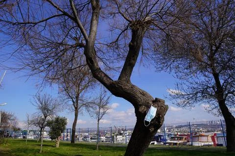A Masked Tree Image From Afar Stock Photos