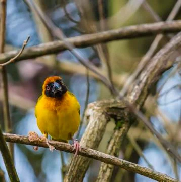 Masked weaver bird Stock Photos