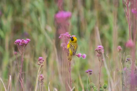 Masked Weaver Stock Photos