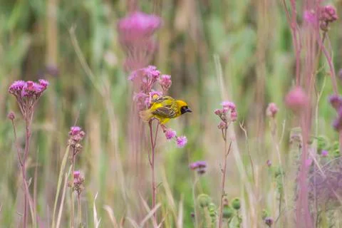 Masked Weaver Foto stock