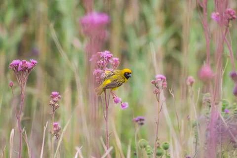 Masked Weaver Foto stock