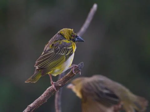Masked Weaver Stock Photos