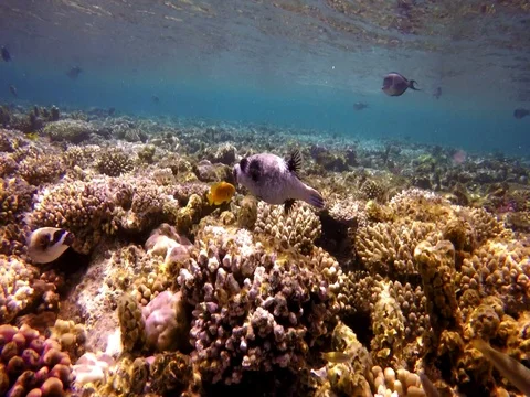 Masky arothron hispidus in shallow water Stock Footage 73652268