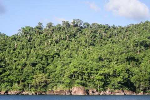 Masoala forest Stock Photos