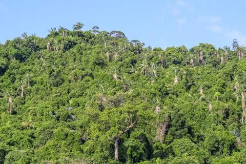 Masoala forest Stock Photos