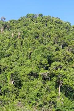 Masoala forest Stock Photos