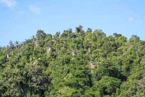 Masoala forest Stock Photos