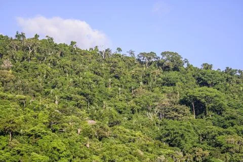 Masoala forest Stock Photos