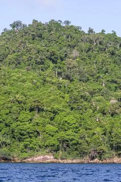 Masoala forest Stock Photos