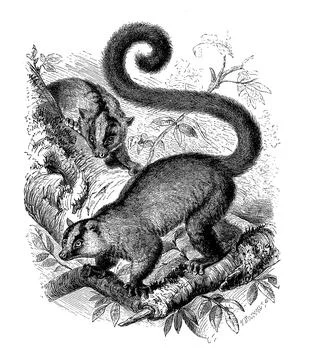 Masoala fork marked lemur Phaner furcifer a primate species from the lemur Stock Illustration