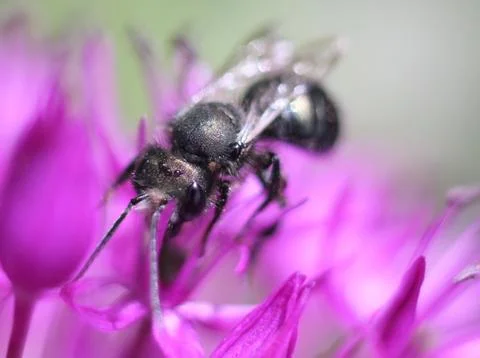 Mason Bee on Allium Stock Photos