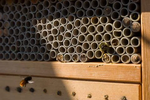 Mason Bee Hotel With Pollinator Nesting Tubes and Flying Bee on Wooden Insect Stock Photos