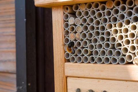 Mason Bee Nesting Hotel With Tubes And Solitary Bees On Wooden Insect Habitat Stock Photos