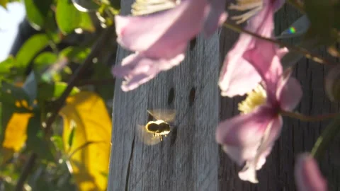 Mason bees flying around insect hotel surrounded with pink flowers in garden Stock Footage 172139629
