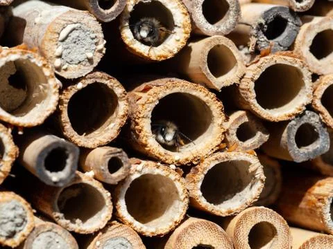 Mason bees at an insect hotel in spring Stock Photos