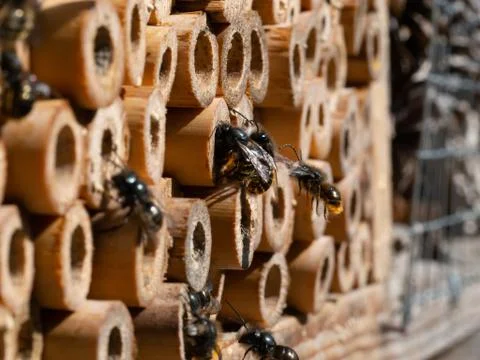 Mason bees at an insect hotel in spring Stock Photos