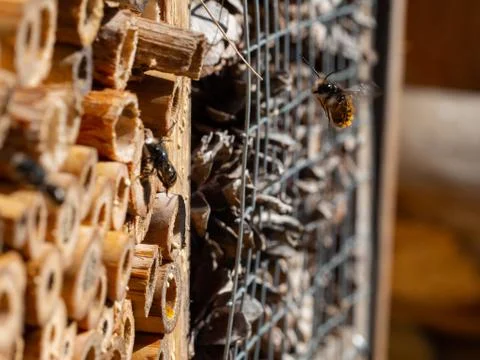 Mason bees at an insect hotel in spring Stock Photos