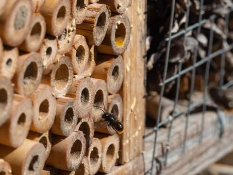 Mason bees at an insect hotel in spring Foto stock