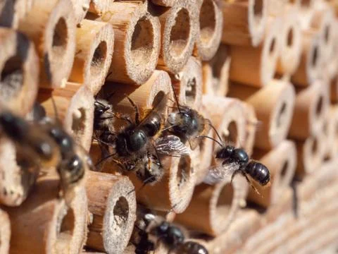 Mason bees at an insect hotel in spring Stock Photos