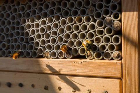 Mason Bees Nesting in Bee Hotel Tubes on Wooden Insect House in Sunlight Stock Photos