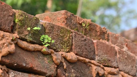 A Mason bricklayer installing bricks on construction site. Stock Footage 321034661