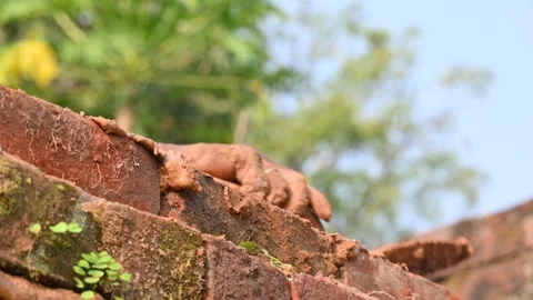 A Mason bricklayer installing bricks on construction site. Stock Footage 321034667