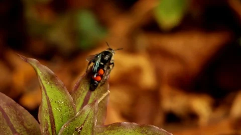 Mason Wasp Crawling in a Plant Stock Footage 129788308