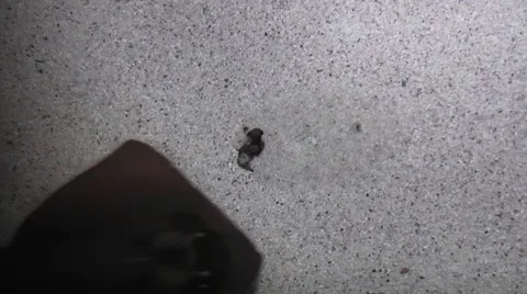 Masquerading as sand fish Vídeos de archivo 51733931