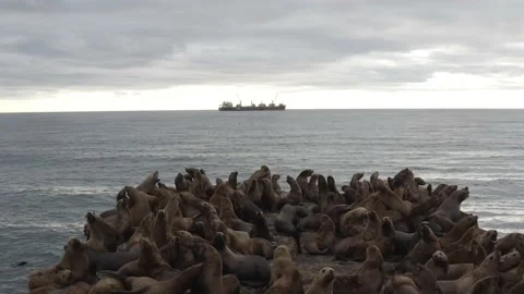 Mass accumulation of sea lions on the Nevelsky breakwater Stock Footage