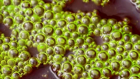 Mass aggregation of filamentous green algae of the genus Spirogyra, forming.. Stock Footage 348163925