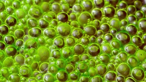 Mass aggregation of filamentous green algae of the genus Spirogyra, forming.. Stock Footage 348163941