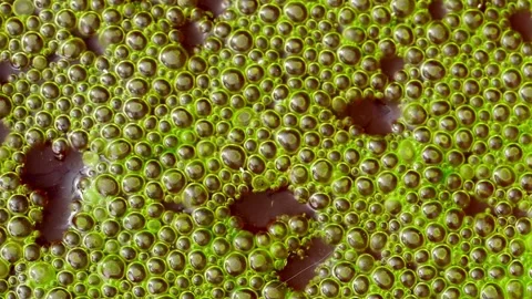 Mass aggregation of filamentous green algae of the genus Spirogyra, forming.. Stock Footage 348164037