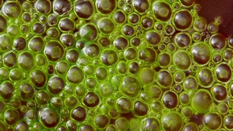 Mass aggregation of filamentous green algae of the genus Spirogyra, forming.. Stock Footage 348164331