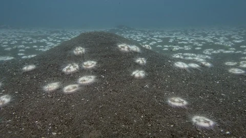 Mass aggregation of sea urchins crawling on the seafloor Vidéo 95423070