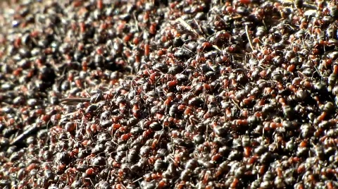 Mass of Ants, anthill, Close up Stock-Footage 660667