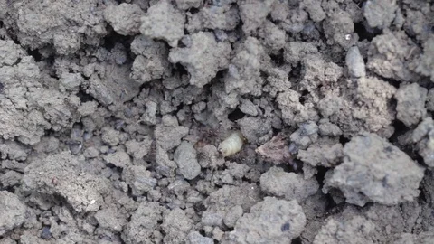 The mass of ants drag white worm under the ground Stock Footage 96131193