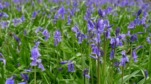 Mass of Bluebells in a Field Stock Footage 130255705