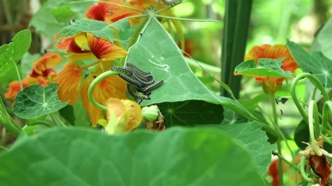 A mass of caterpillars of the large cabbage white butterfly on a nasturtium Stock Footage 313660725