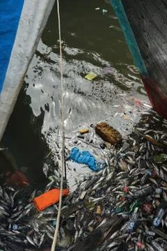 Mass death of fish floating on polluted water Stock Photos