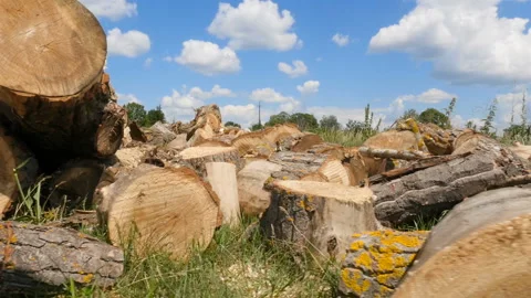 Mass deforestation. Thick cut trees. Blue sky with white clouds. Camera in Stock Footage 120132531