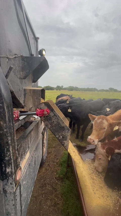 Mass Feeding Cattle In One Long Line, Kingfisher, Oklahoma, USA - 12 Jun 2025 Stock Footage 324531453