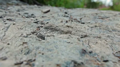Mass flight of ants Stock Footage 42385633