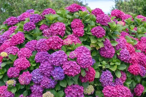 Mass flowering Hydrangea macrophylla border in purple, pink and blue shades Stock Photos