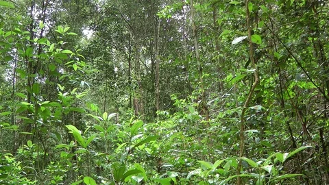 Mass flowering, Mulu, Malaysia 動画素材 88544341