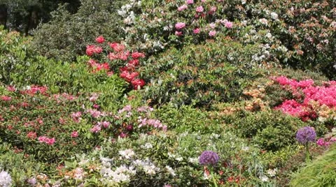 Mass of flowers Stock-Footage 12053902