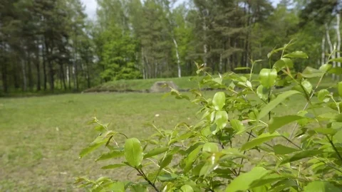Mass Grave in Bergen-Belsen Stock Footage 79892279